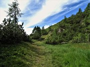 29 Si sale tra pini di mugo,  abeti e larici